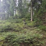2024-03-12_suchaktion miesenbach_021